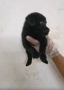 Labrador female