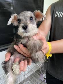 Miniature schnauzer male female puppy