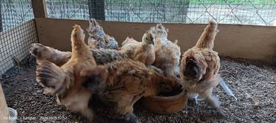 anak ayam kacuk pekin+silkie 