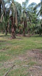 Agricultural-Land-for-sale-Muar-Johor