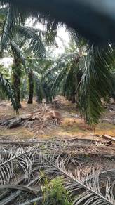 10 Acres Oil Palm Estate for Sale – Sungai Nipah, Port Dickson