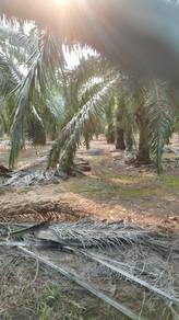 10 Acres Oil Palm Estate for Sale – Sungai Nipah, Port Dickson