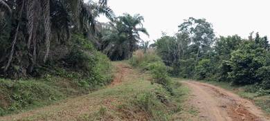 216 Acres Oil Palm Estate for Sale – Johol, Negeri Sembilan