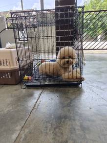 Pure Poodle Penang