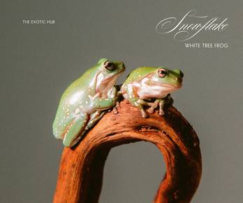 white tree frog dumpy display