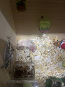 Hamster syrian