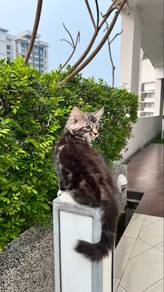 Black Grey Silver Tabby with White