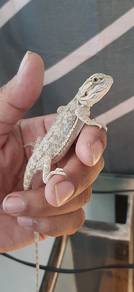 Bearded Dragon 