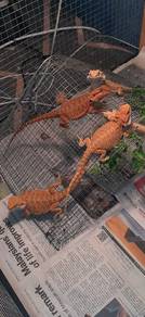 Bearded Dragon 
