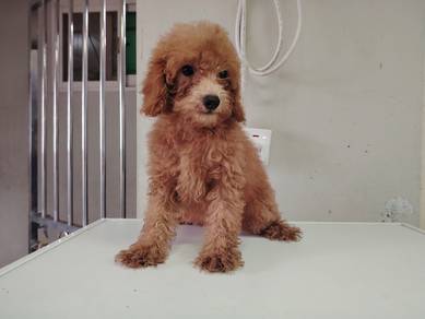 toy poodle 