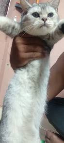 Bsh Male free sangkar