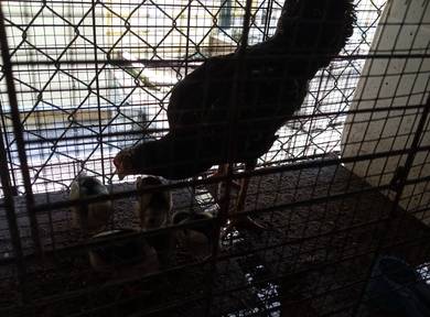 Ayam betina pakoy bersama anak 4 ekor