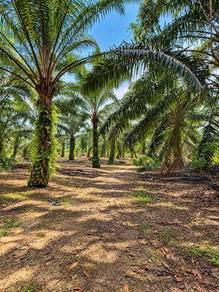 8 EKAR SAWIT & DUSUN | FREEHOLD BUMILOT | Kota Tinggi Johor