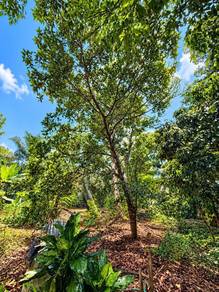 8 EKAR SAWIT & DUSUN | FREEHOLD BUMILOT | Kota Tinggi Johor