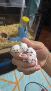 Dormouse High Pied