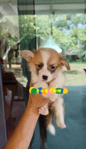 Corgi (F)