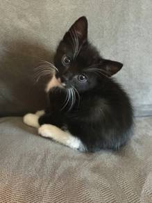 Tuxedo Kitten