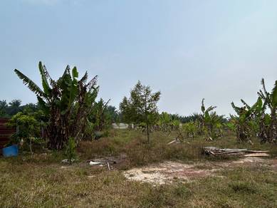 Tanah sawit dan kebun batu anam segamat