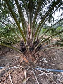 Tanah sawit dan kebun batu anam segamat