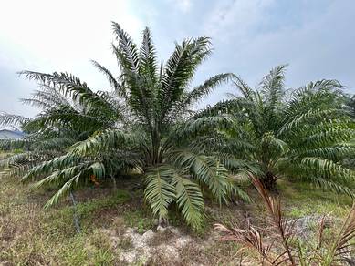 Tanah sawit dan kebun batu anam segamat