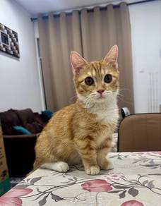 munchkin kucing