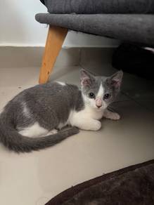 Bsh Kitten