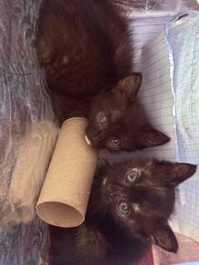 2 months kittens foc