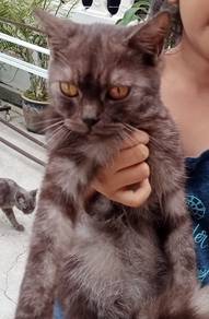 bsh mix persian