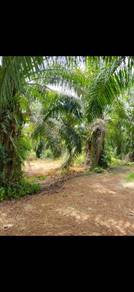 Tanah Kebun Sawit lumayan Di Sg Rambai Melaka