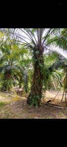 Tanah Kebun Sawit lumayan Di Sg Rambai Melaka