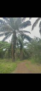Tanah Kebun Sawit lumayan Di Sg Rambai Melaka