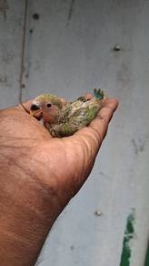 Burung love