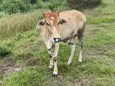 3 Ekor Lembu Betina Untuk Dijual
