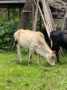 Lembu Betina & Anak Untuk Dijual