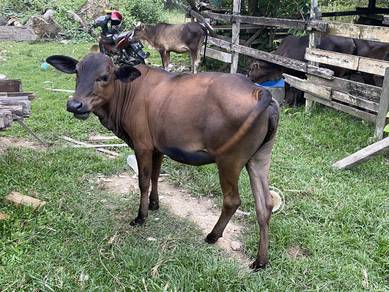 Anak Lembu Untuk Dijual 2 Ekor
