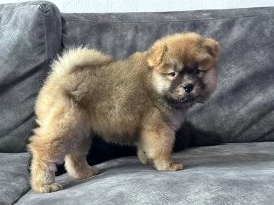 chow chow female
