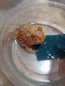 Pacman Frog Clearance 