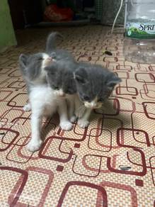 Anak Kucing BSH Mix Persian for sale 🐱