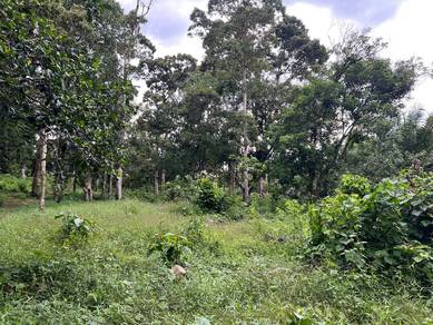 Tanah Dusun Buah - buahan Cantik Lot Tepi Jalan Batu Kurau Perak