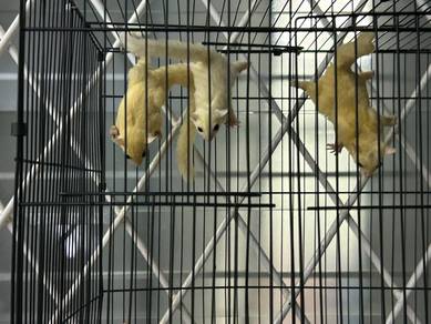 Sugar Glider Leucistic cream to sell