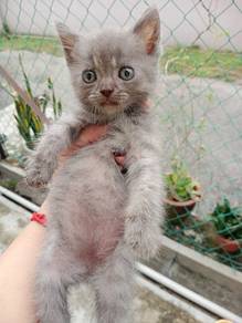 bsh mix kitten 