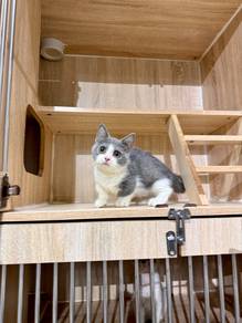 bicolour bsh munchkin cat kucing Singapore