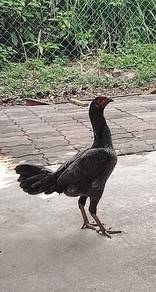 Ayam Baka Baik