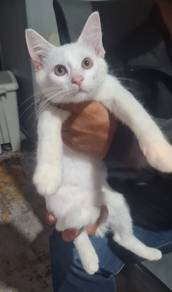 kittens for rehome 
