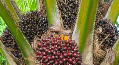 sabah beaufort palm oil plantation farm for rent