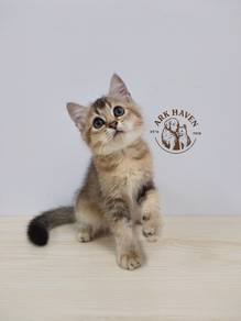 BSH kitten black gold ny25 British shorthair