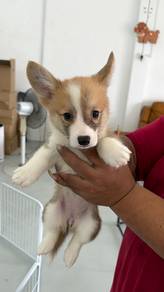 corgi