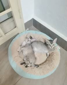 cat Free