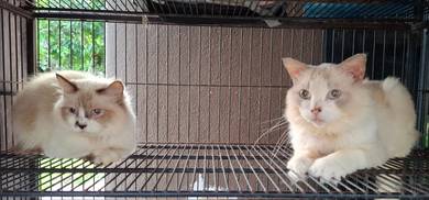 RAGDOLL COUPLE 1.2K for 2