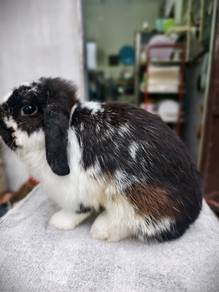 arnab Holland Lop betina 